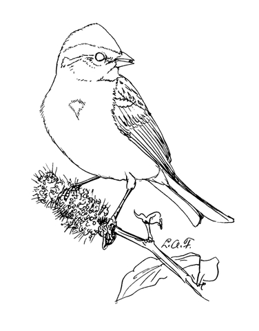 American Tree Sparrow Coloring Page